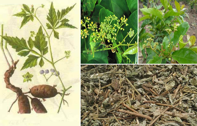 Dây Chìa vôi (Bạch Phấn Đằng - Cissus modeccoides)
